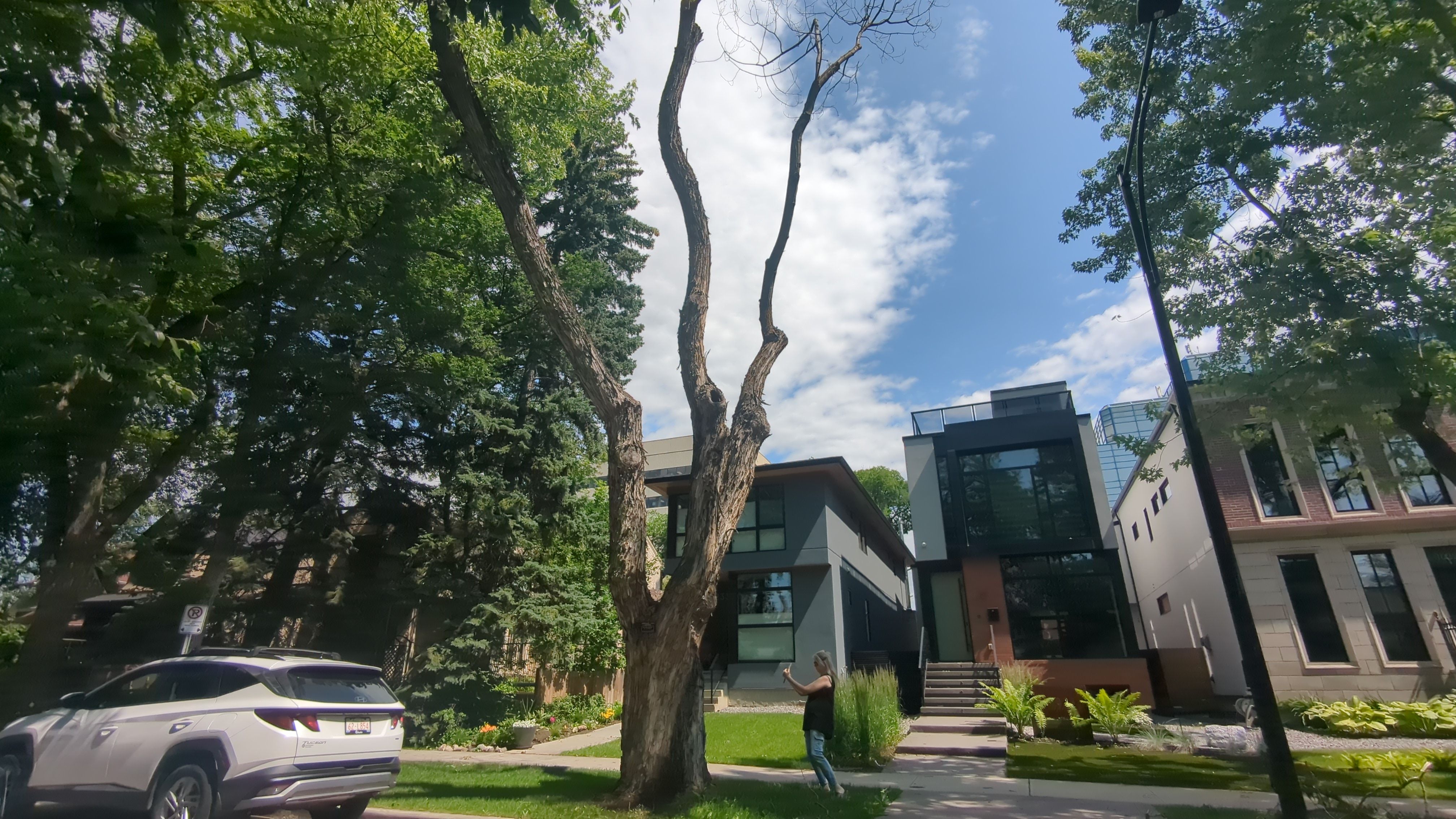 125th Smaller Silver Maple