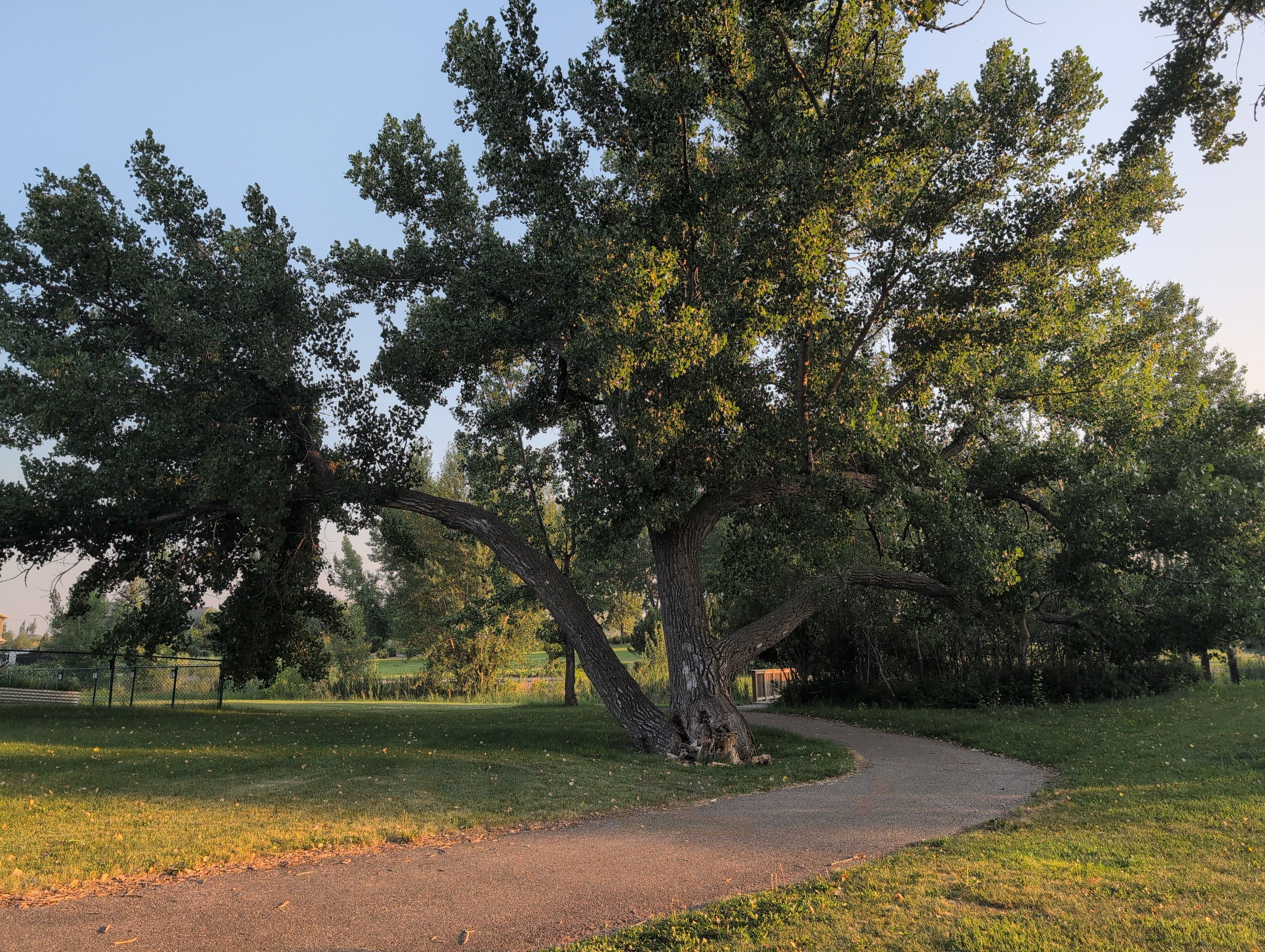 William Pearce Park Cottonwood