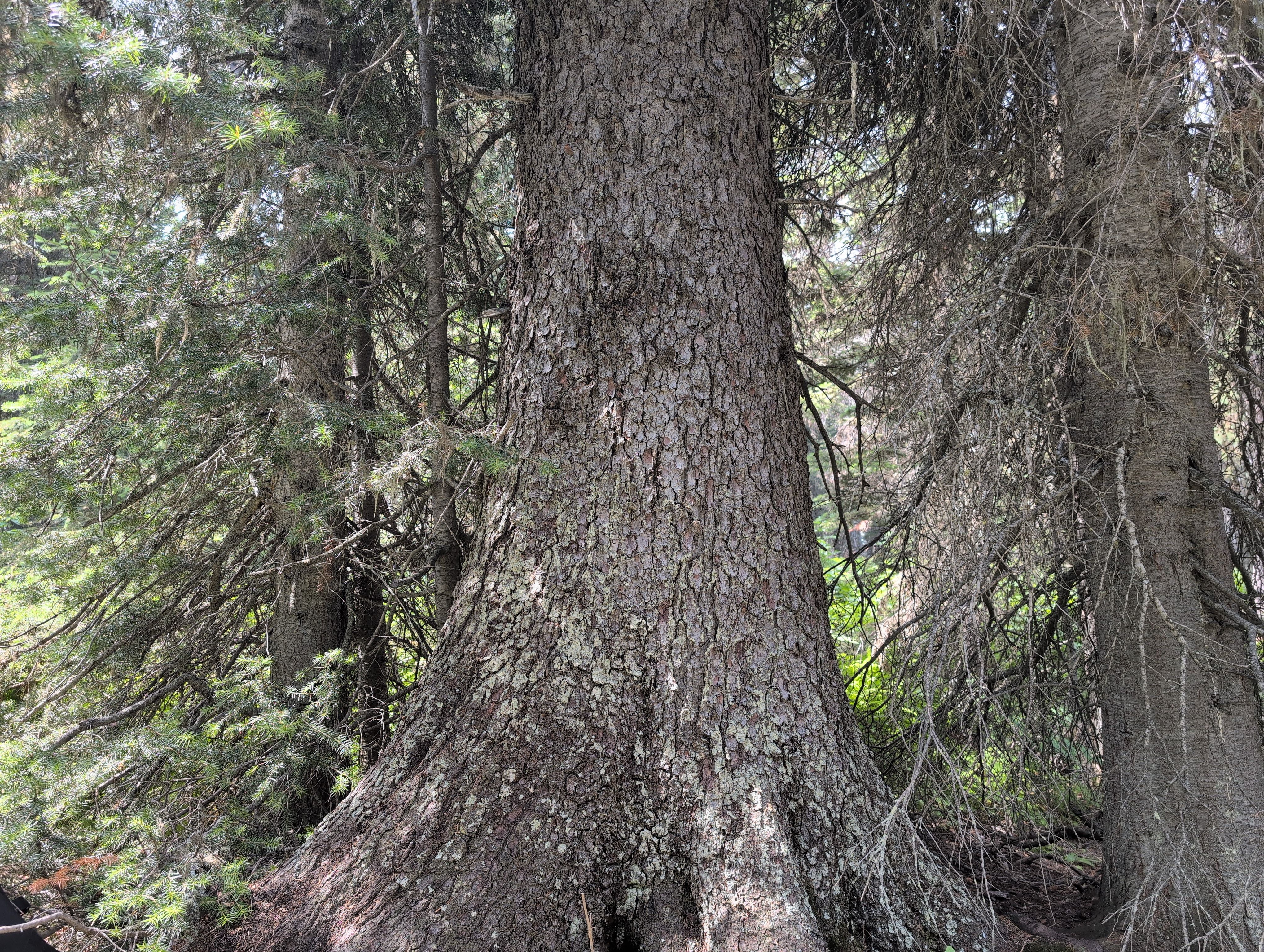 Cameron Lake Giant Engelmann