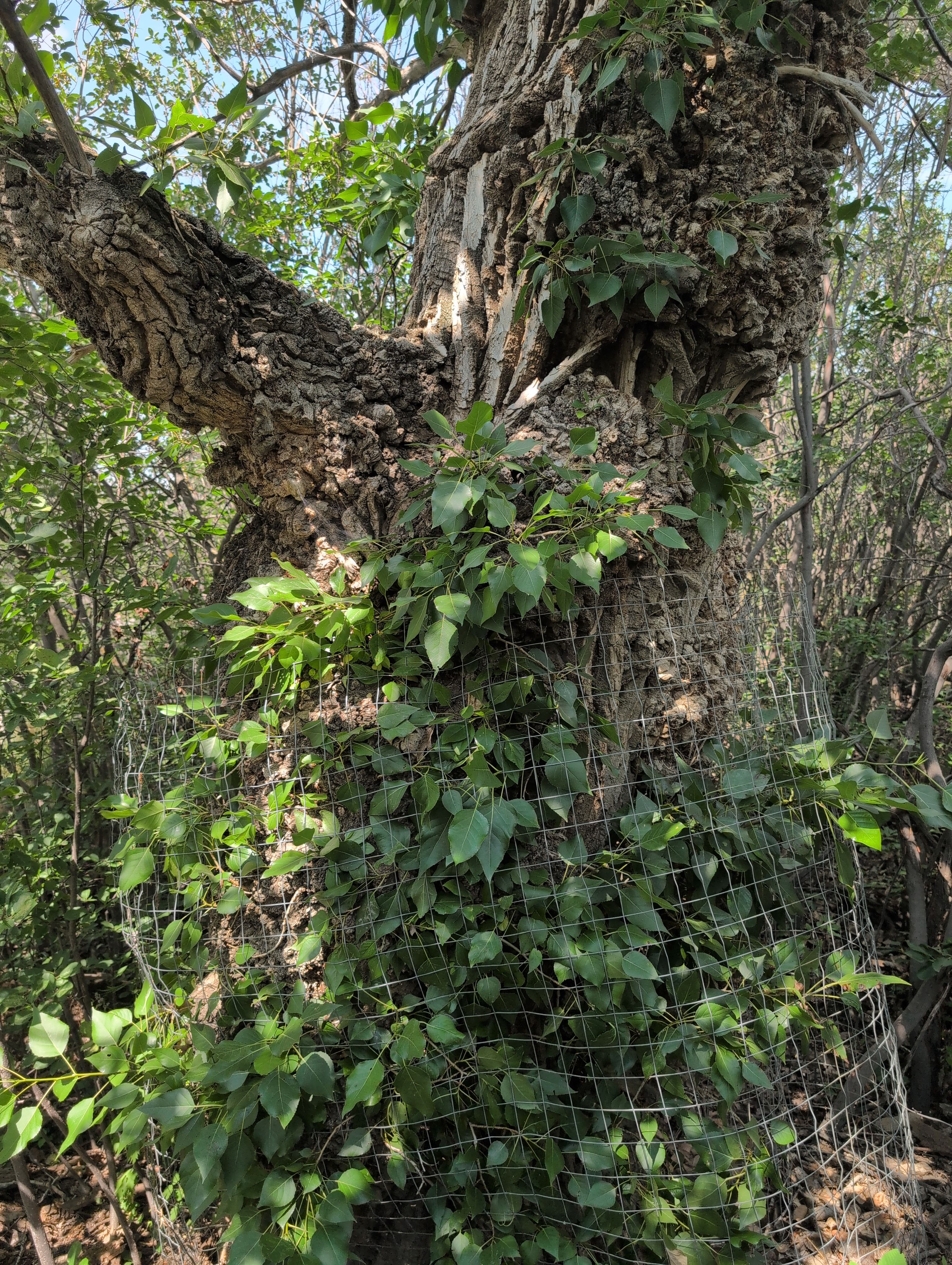 Pavan Park Burly Cottonwood