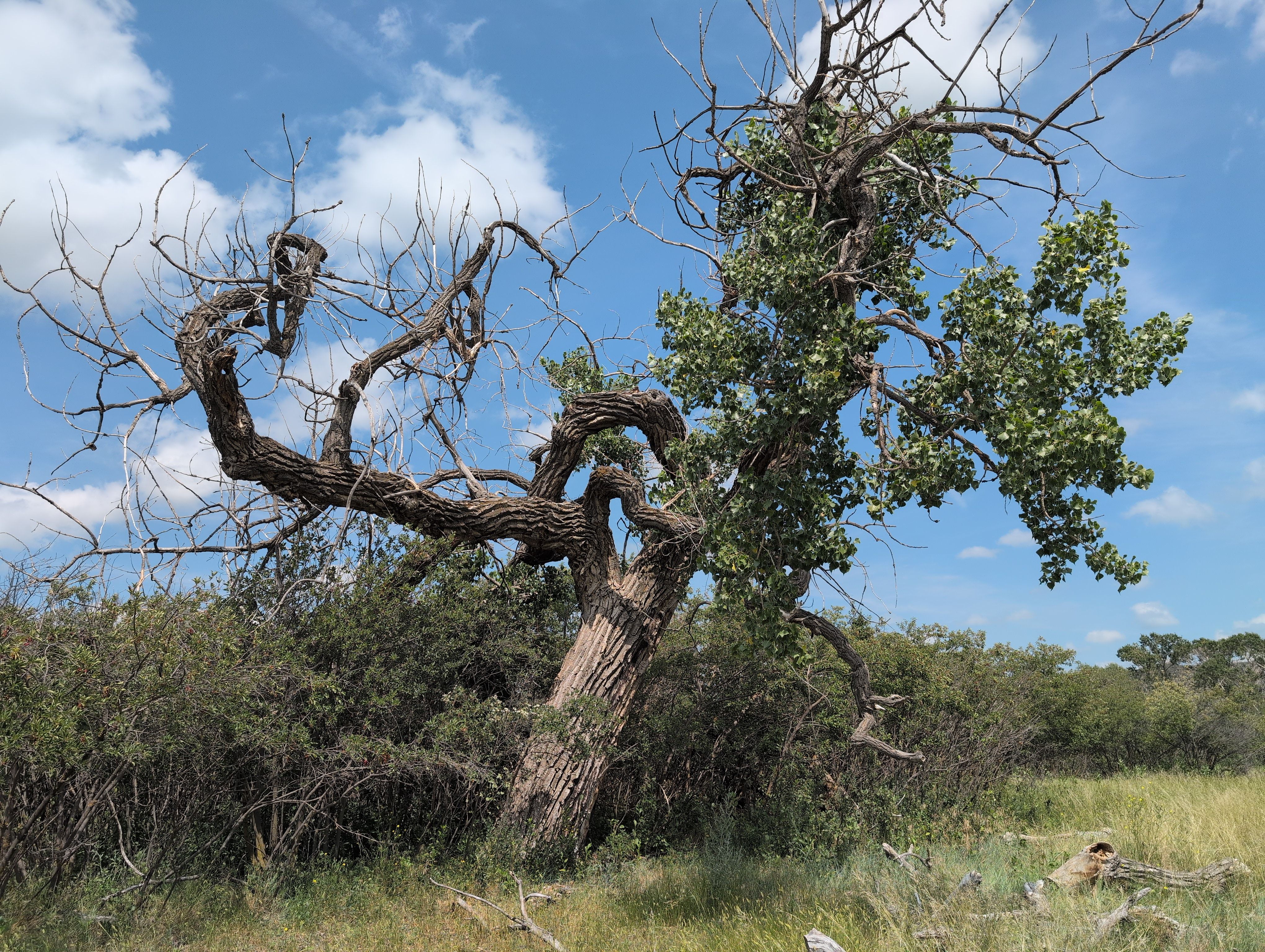 Old Owl Cottonwood