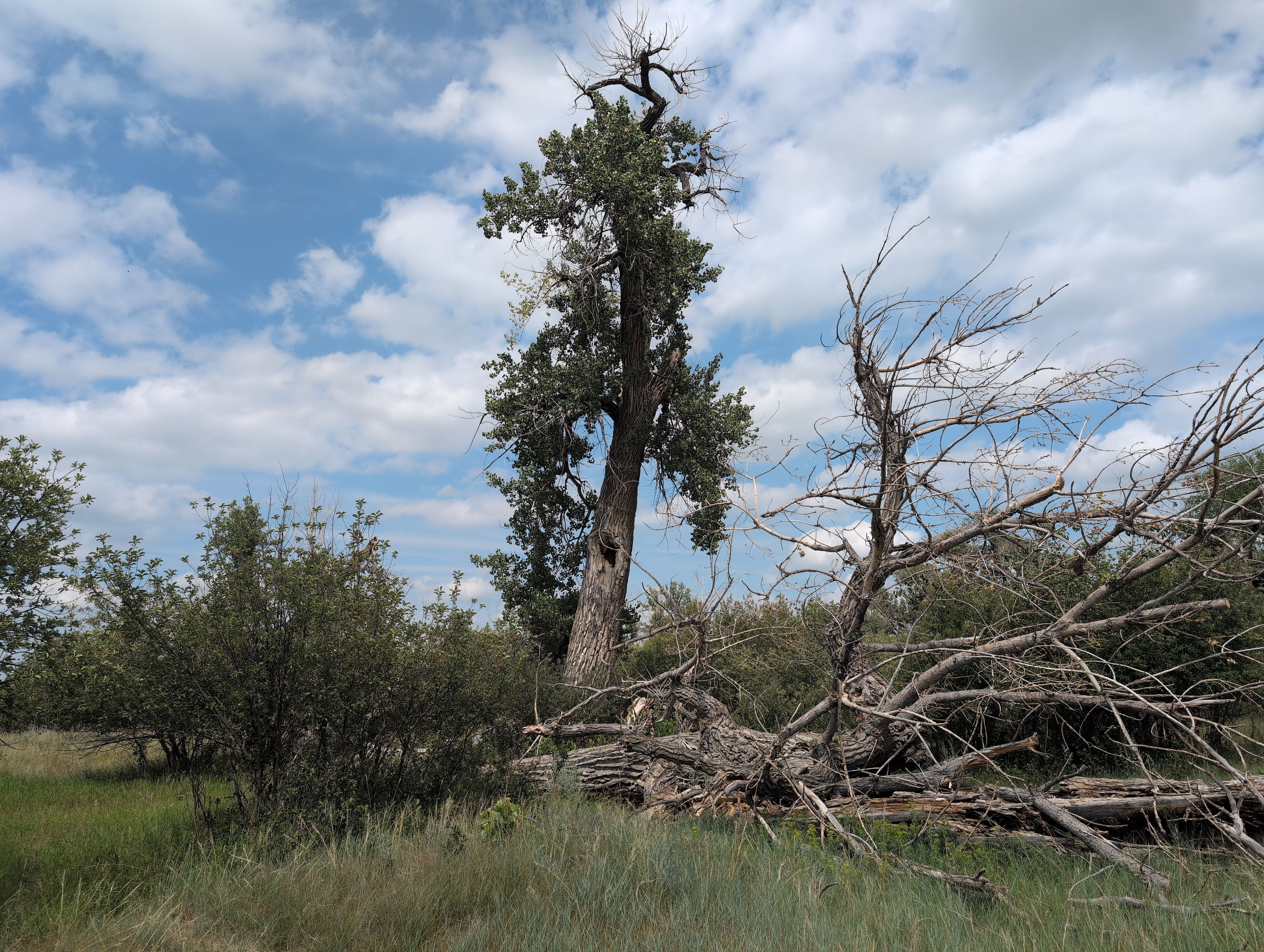 Pavan Largest Cottonwood