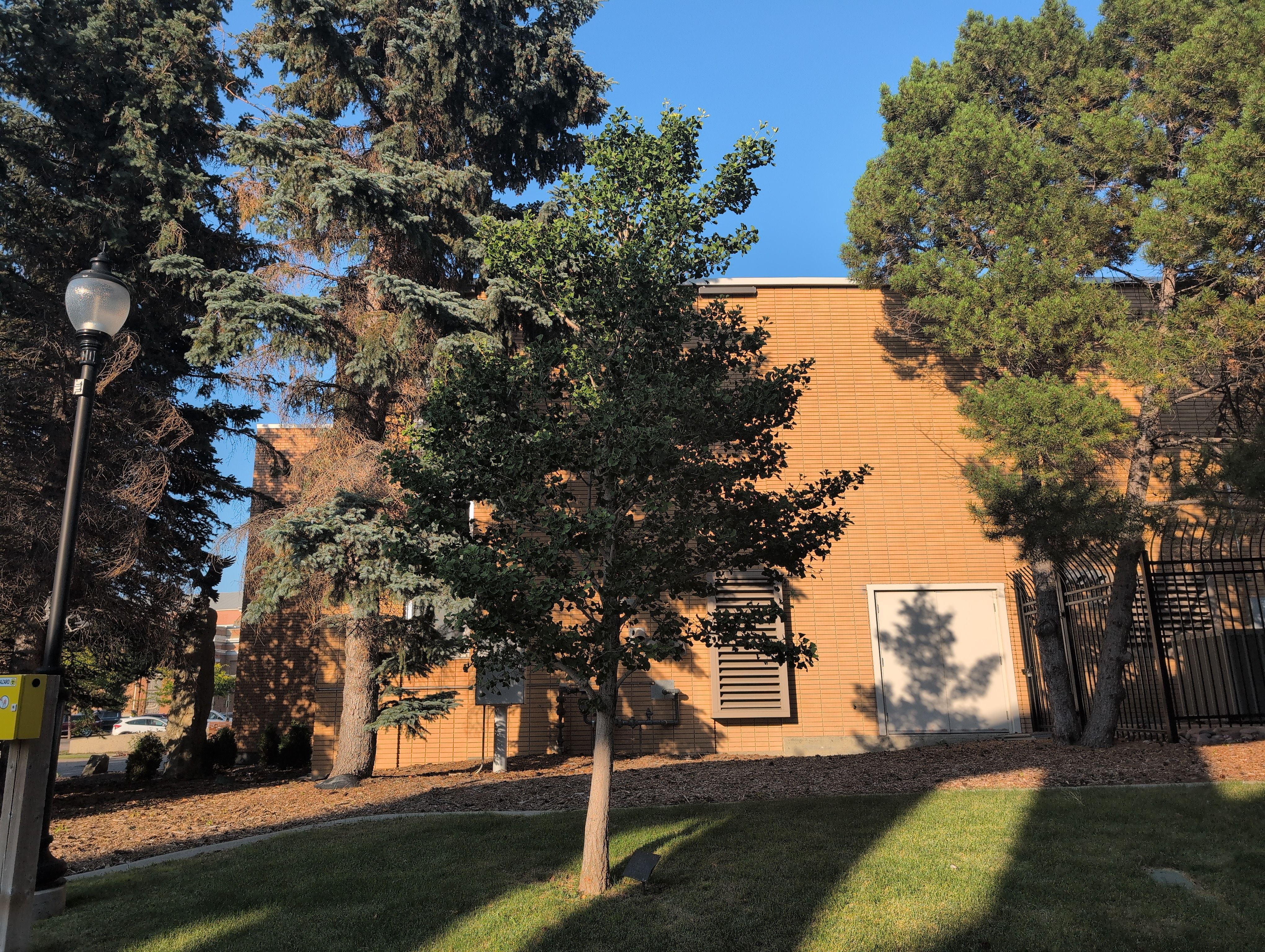 City Hall Ginkgo