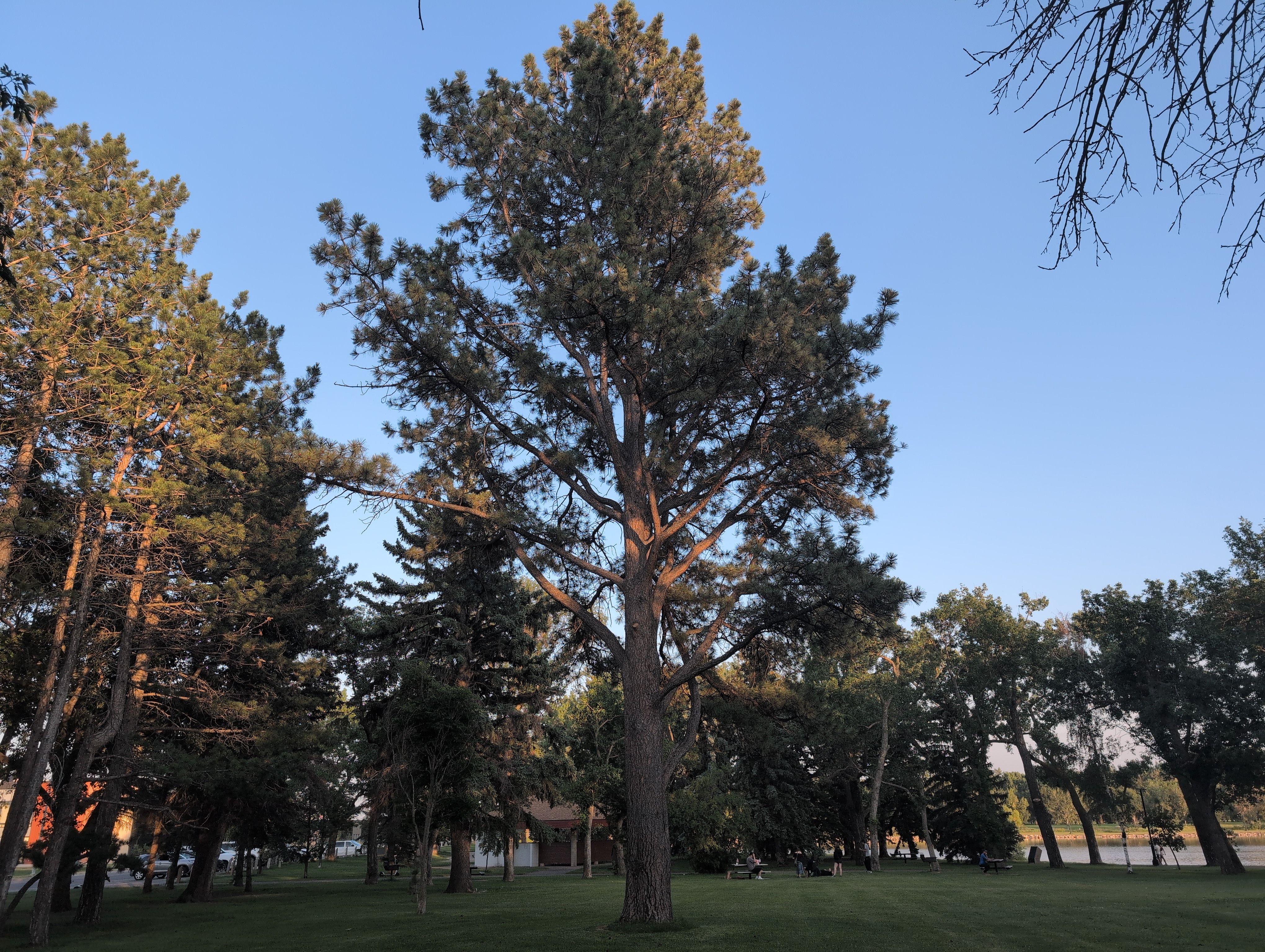 Henderson lake Park Ponderosa Pine #1