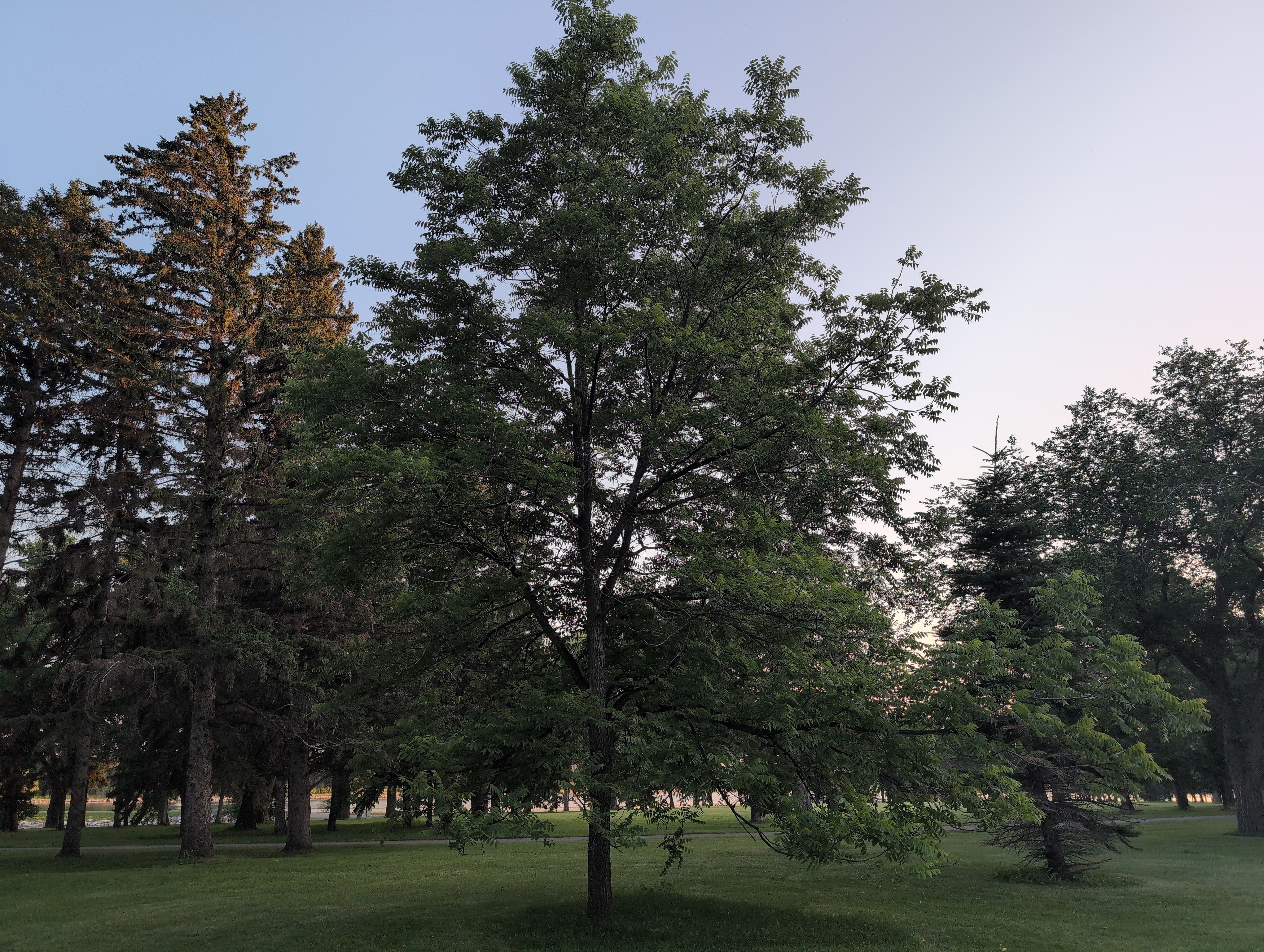 Henderson Lake Park Walnut