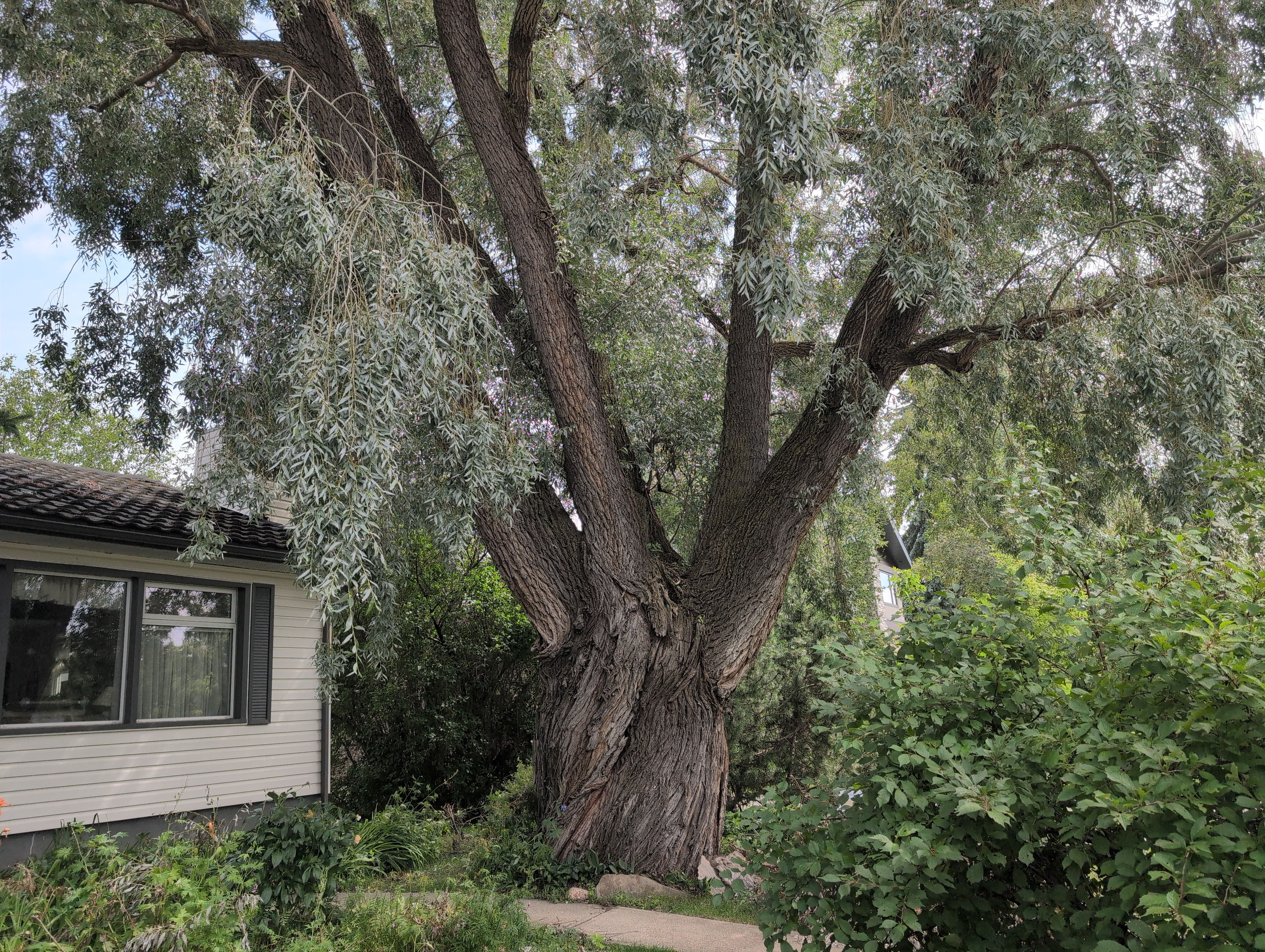 Grandmother Willow