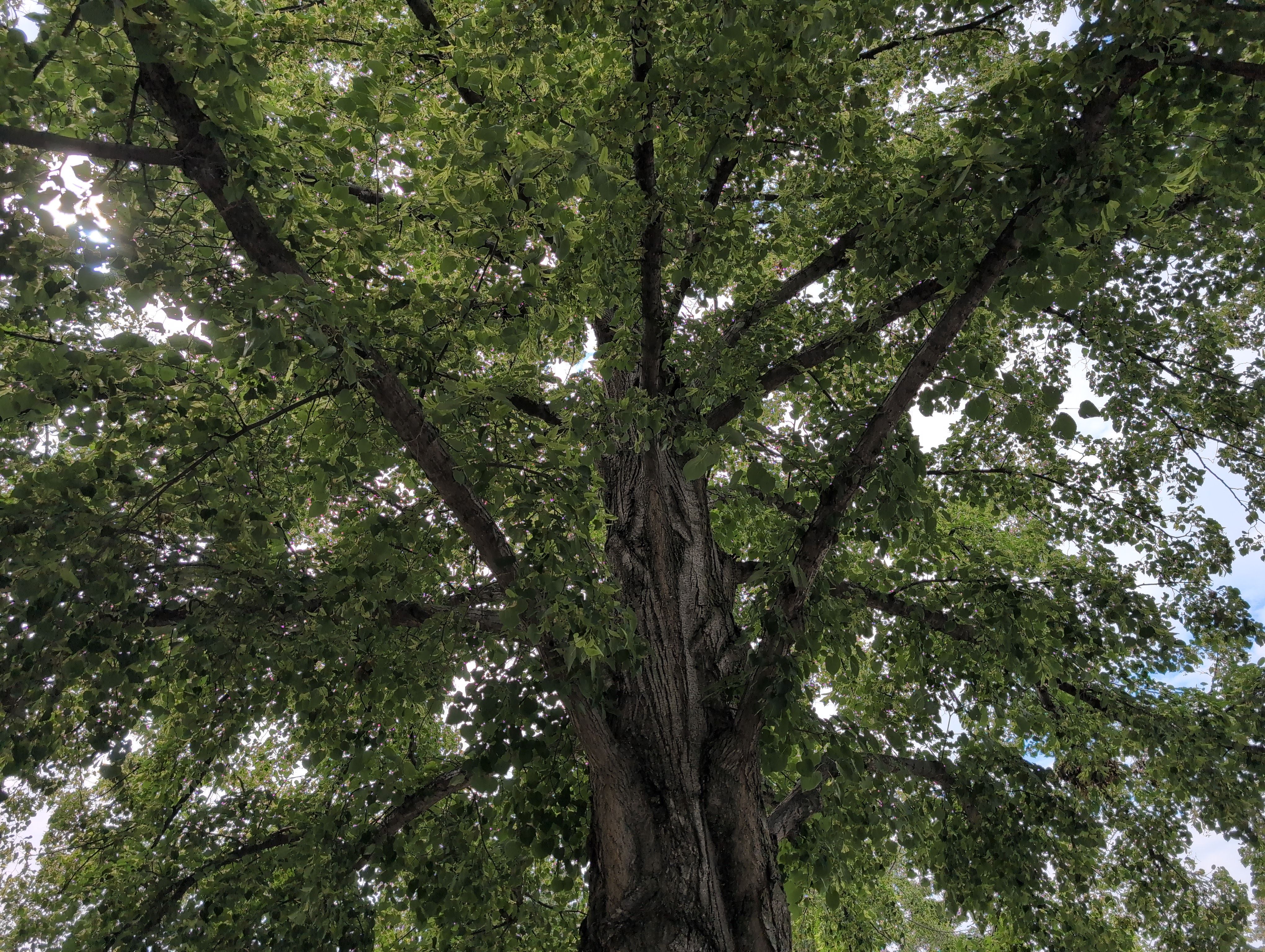 Belgravia Large Linden