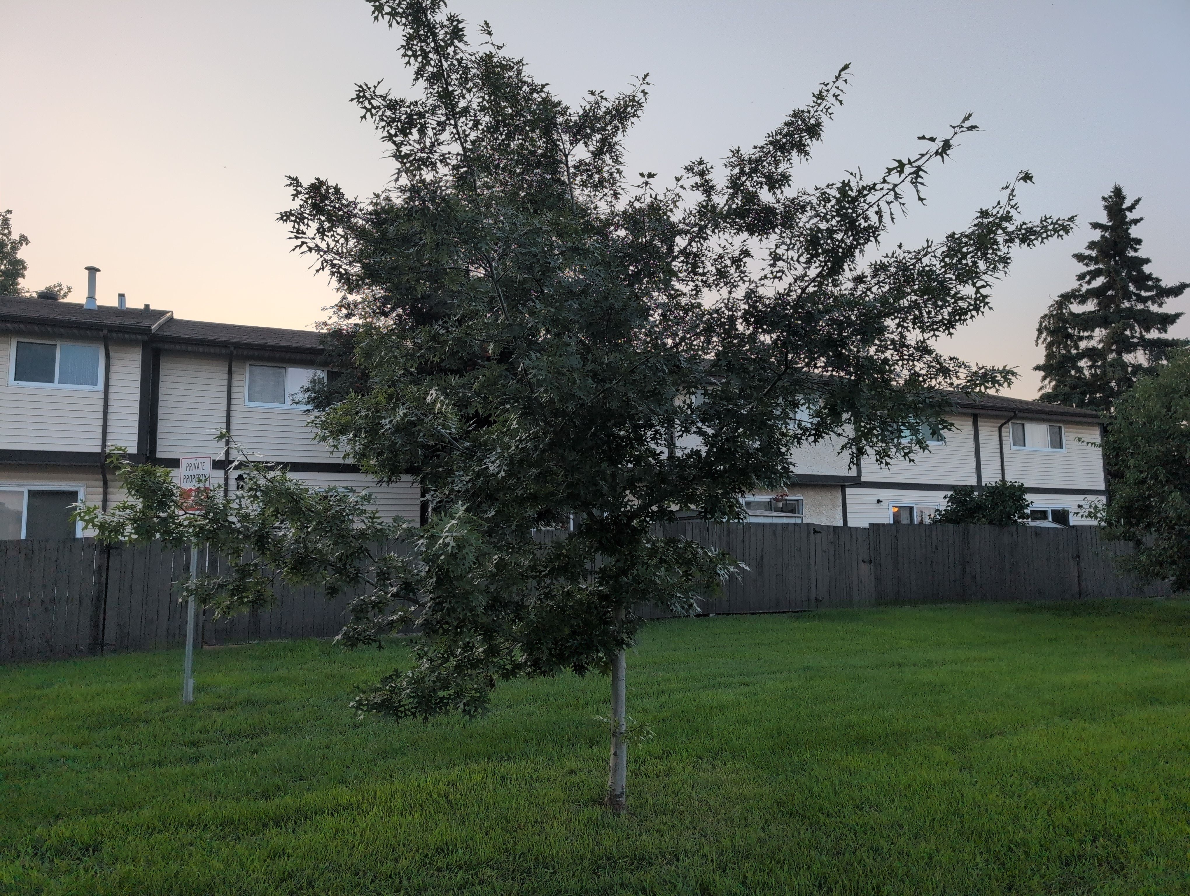 Belmead Pin Oak