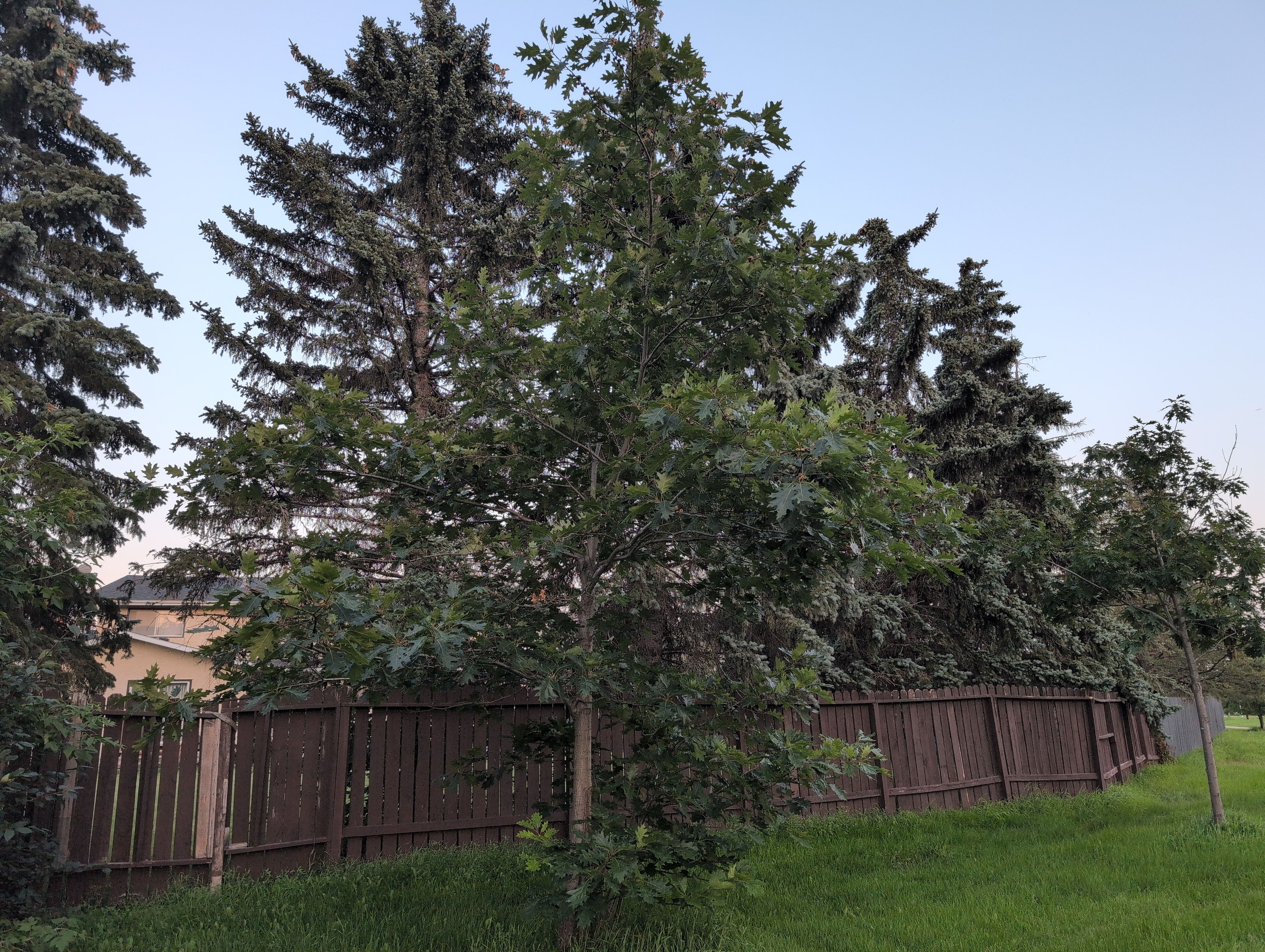 Belmeed Largest Red Oak