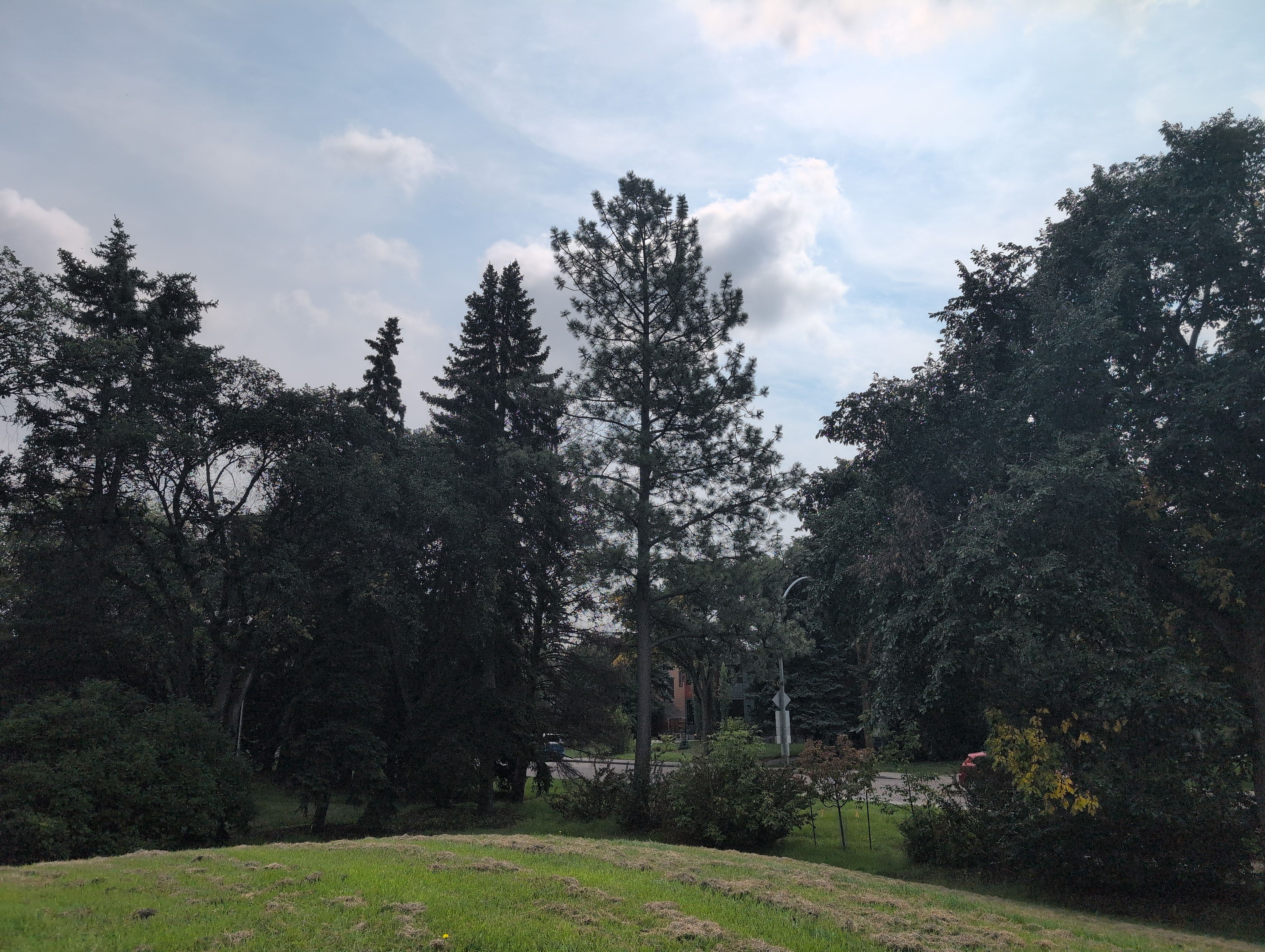 Belgravia Ponderosa Pine #1