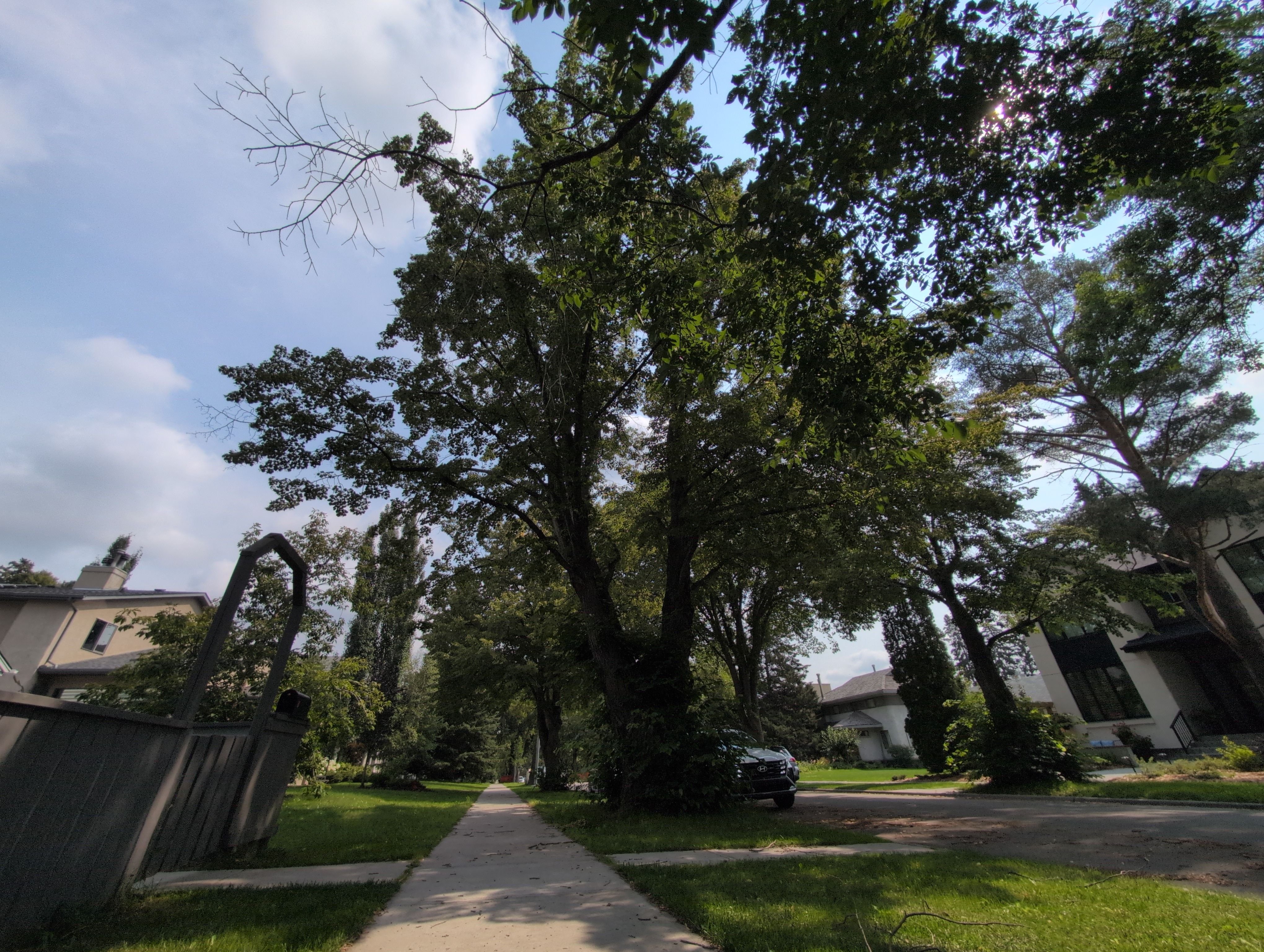 Belgravia Huge Linden