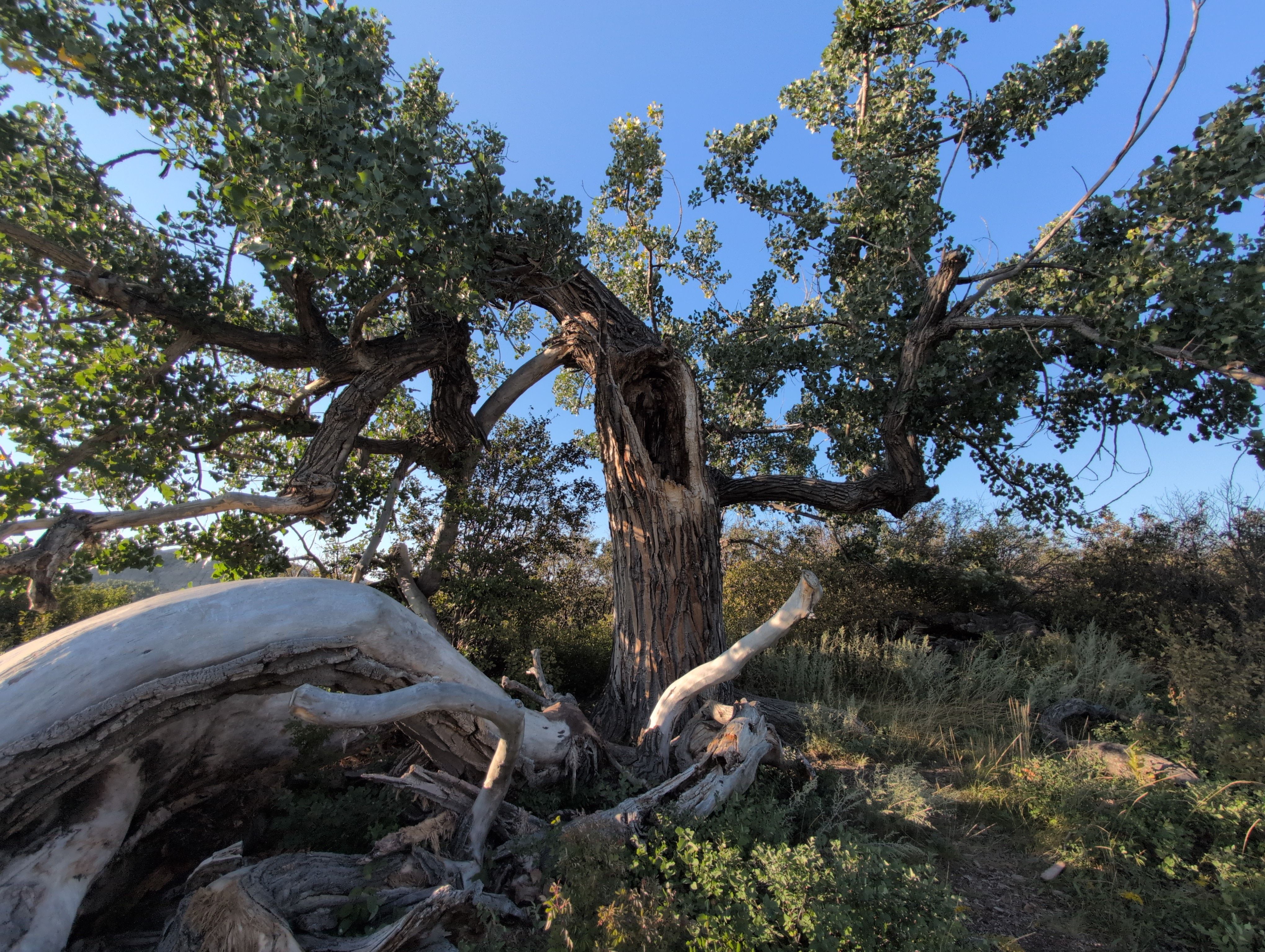 Monarch Cottonwood
