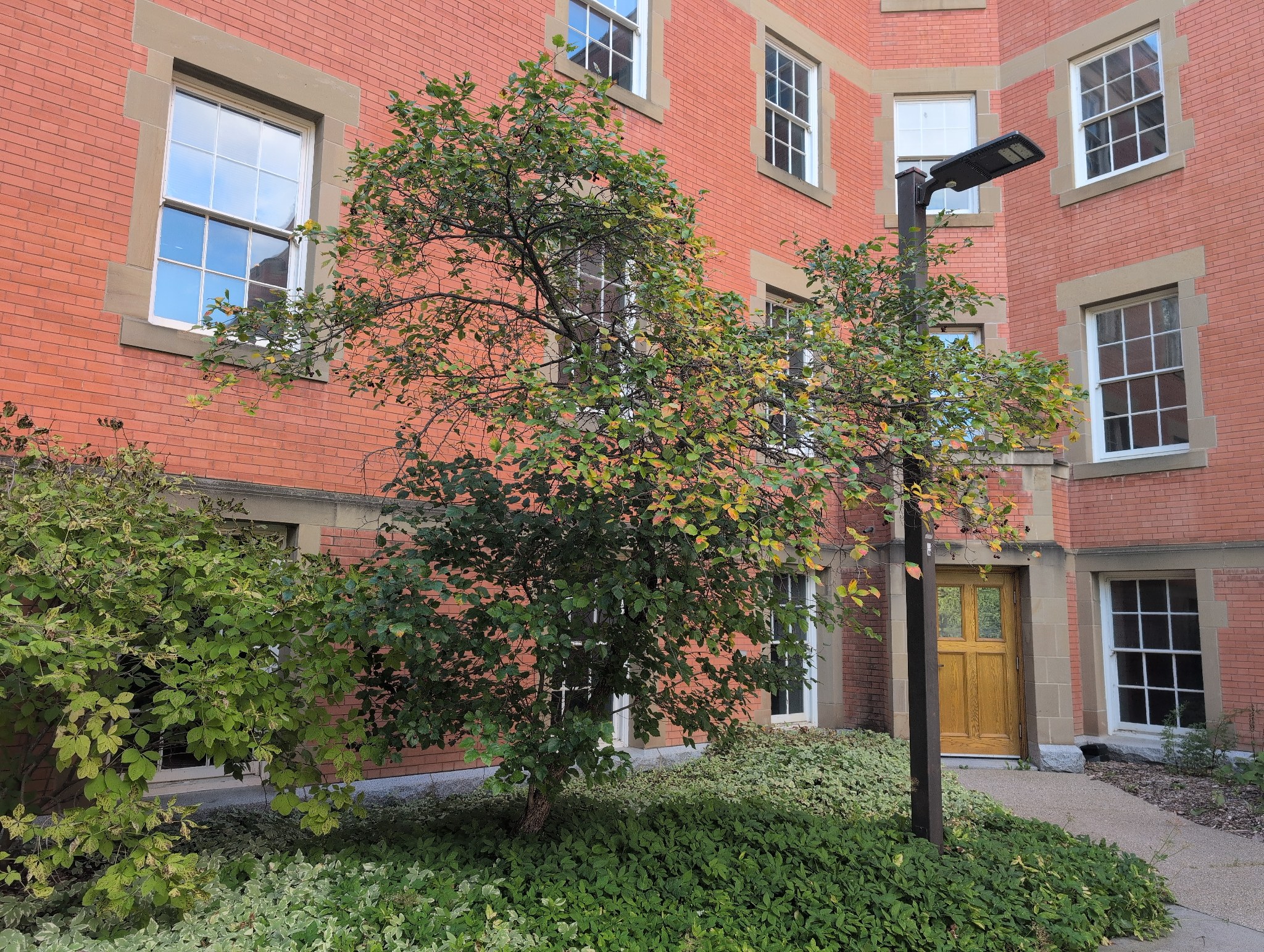 Quad Hawthorn #1