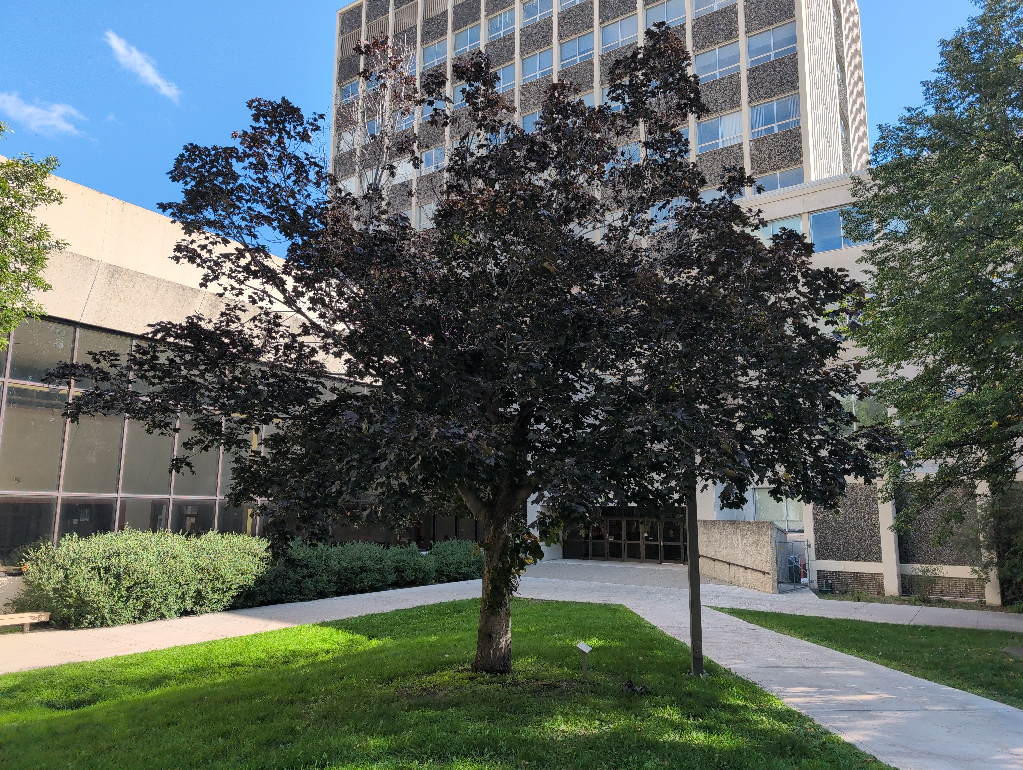 Chamberlin "Royal Red Maple"