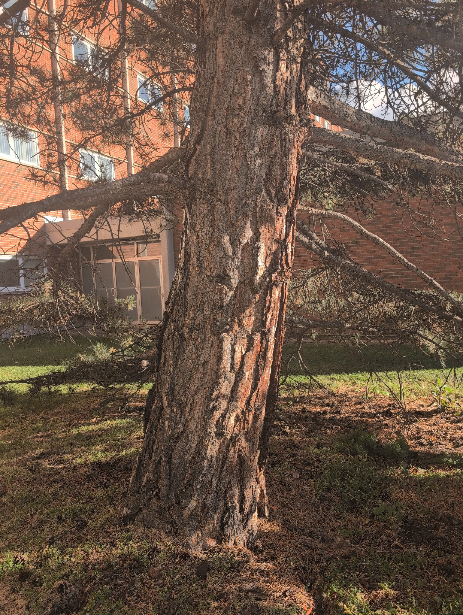 CCIS Austrian Pine