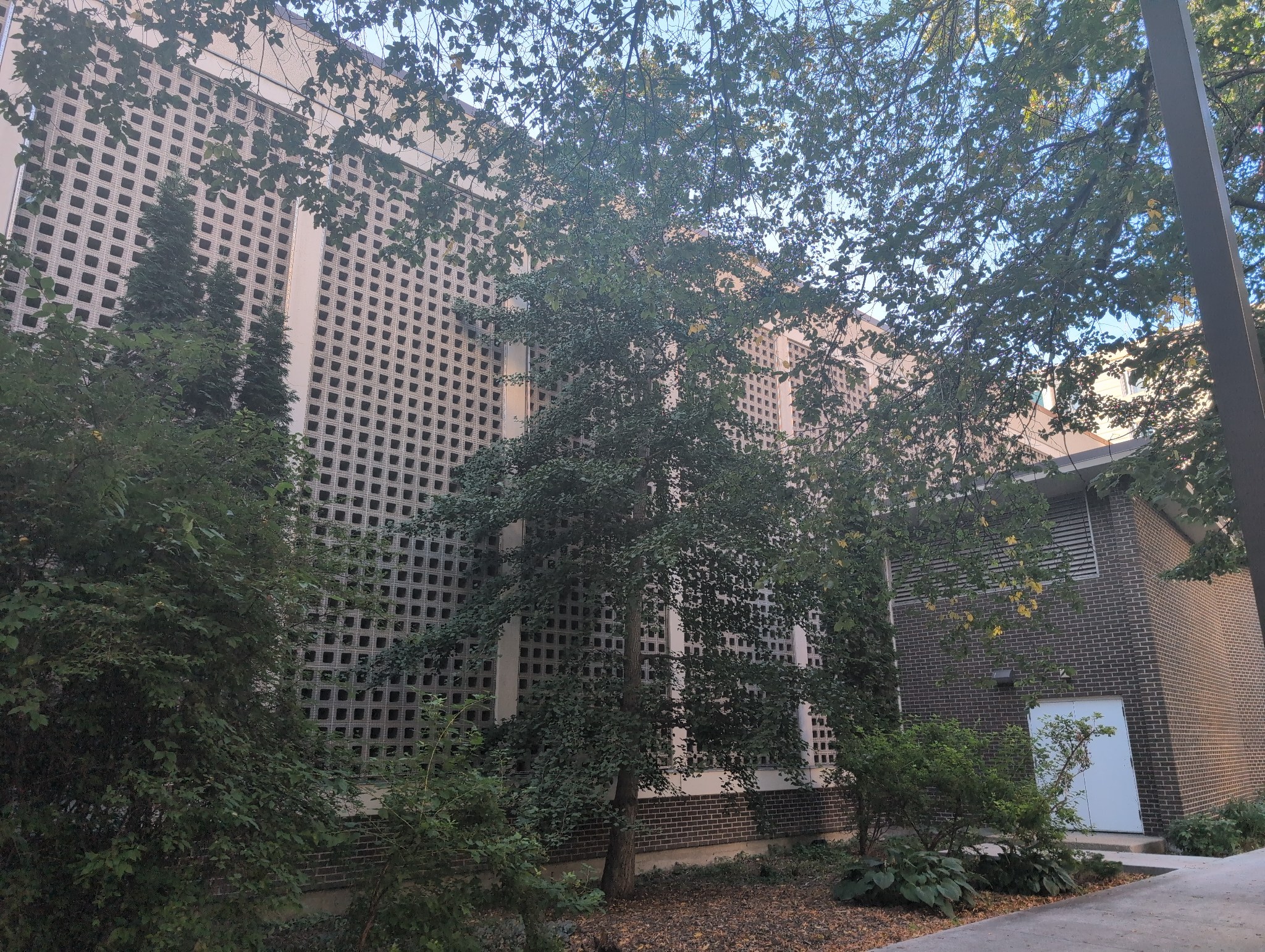 Education Ginkgo