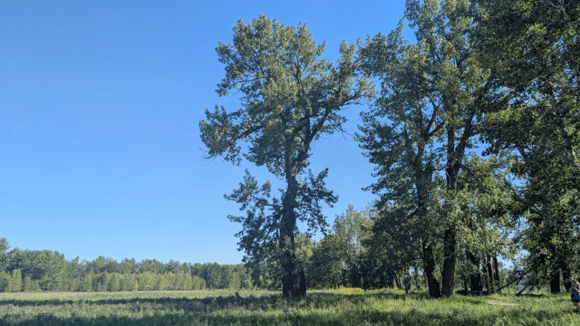 Fish Creek Balsam Poplar