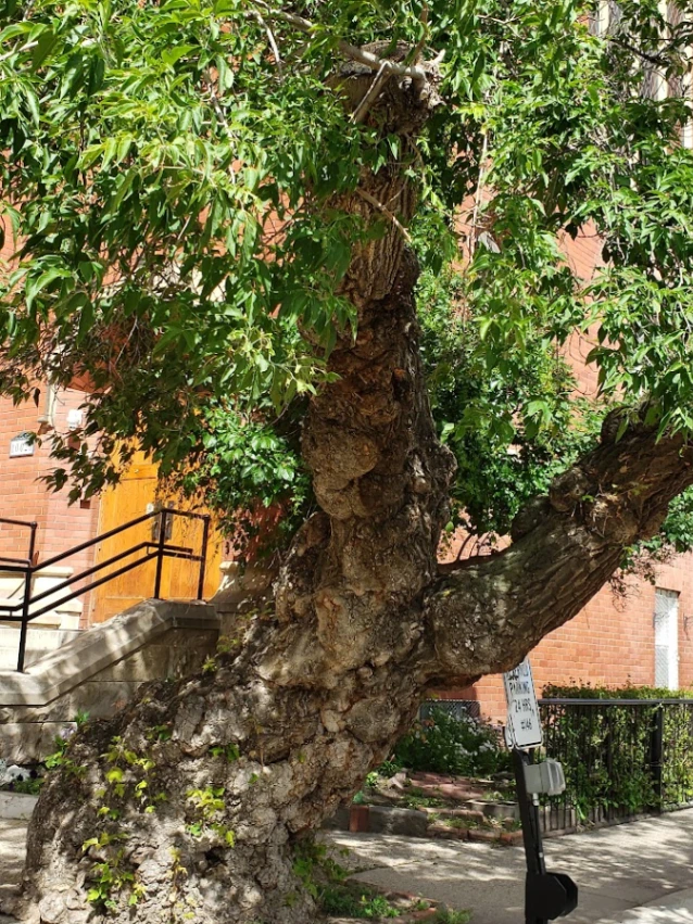 First Presbyterian Church Manitoba Maple