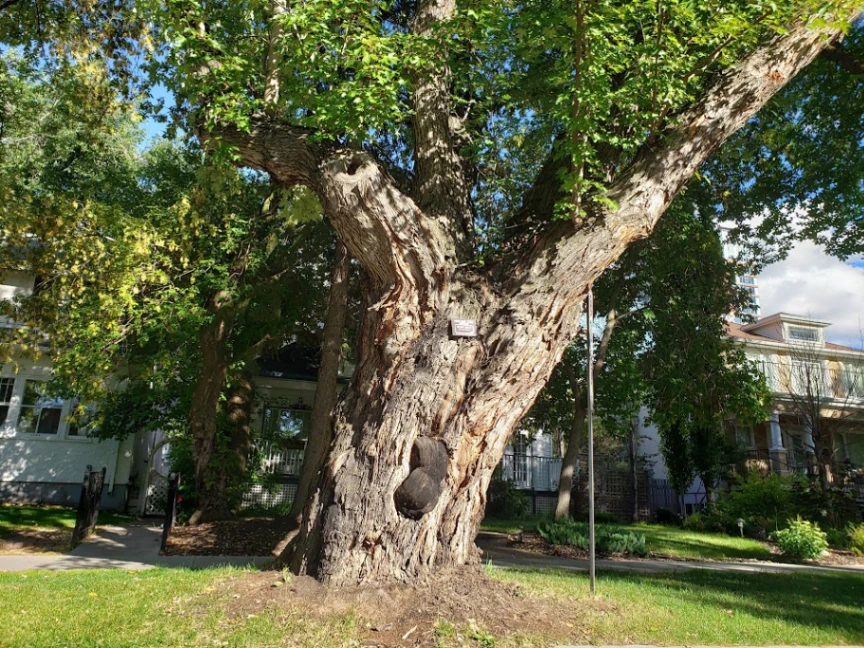 125th Street Largest Silver Maple