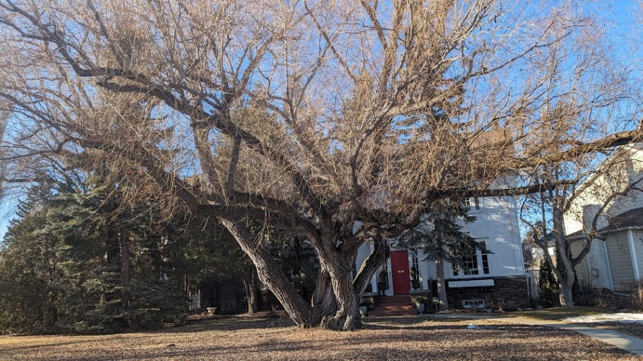 Glenora Unique Willow