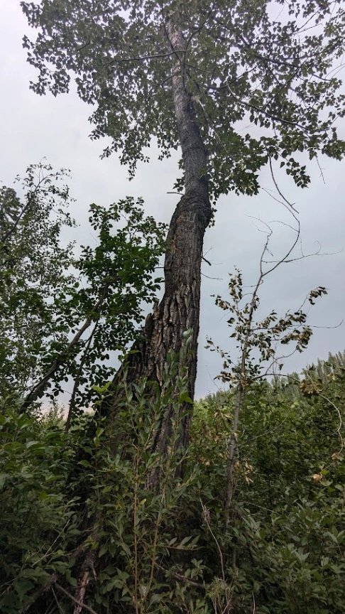 Horburg Unique Poplar