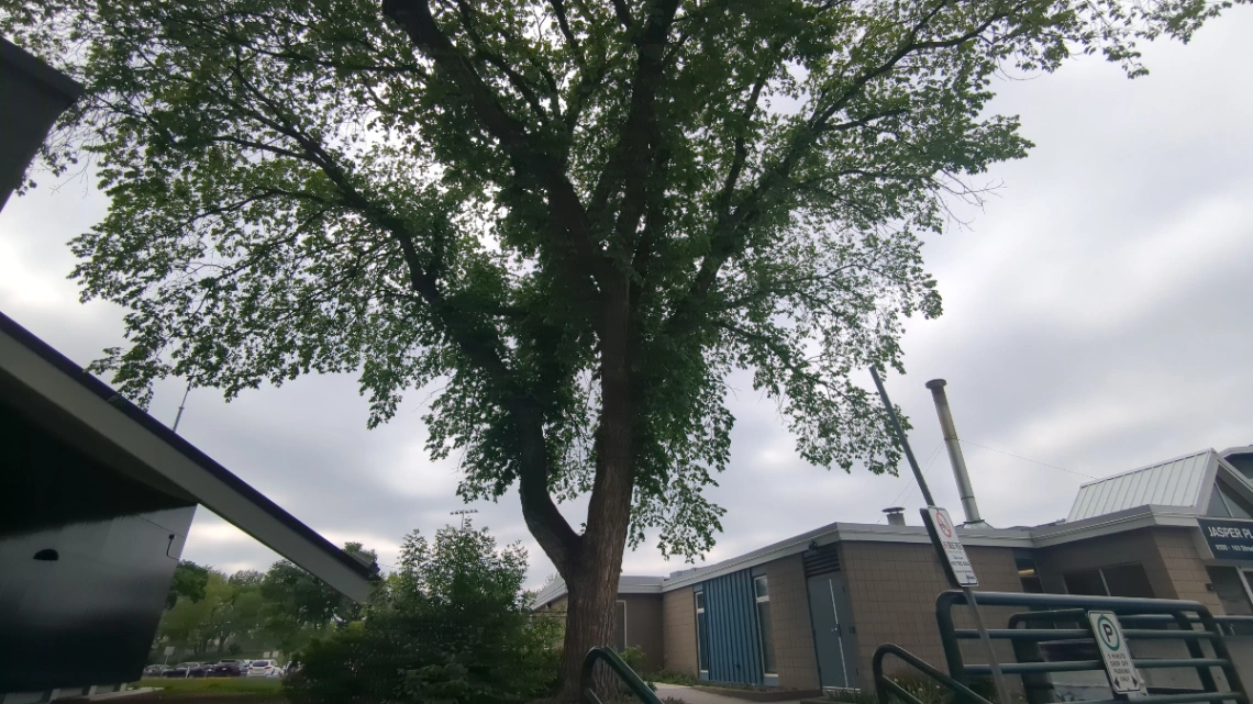 Jasper Place Elm