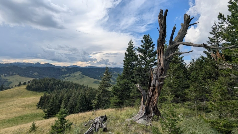 Beaverdam Ridge Hollow Limber Pine