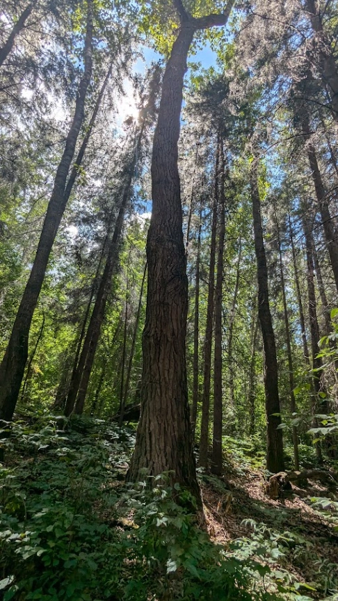 LFG Sentinel Poplar
