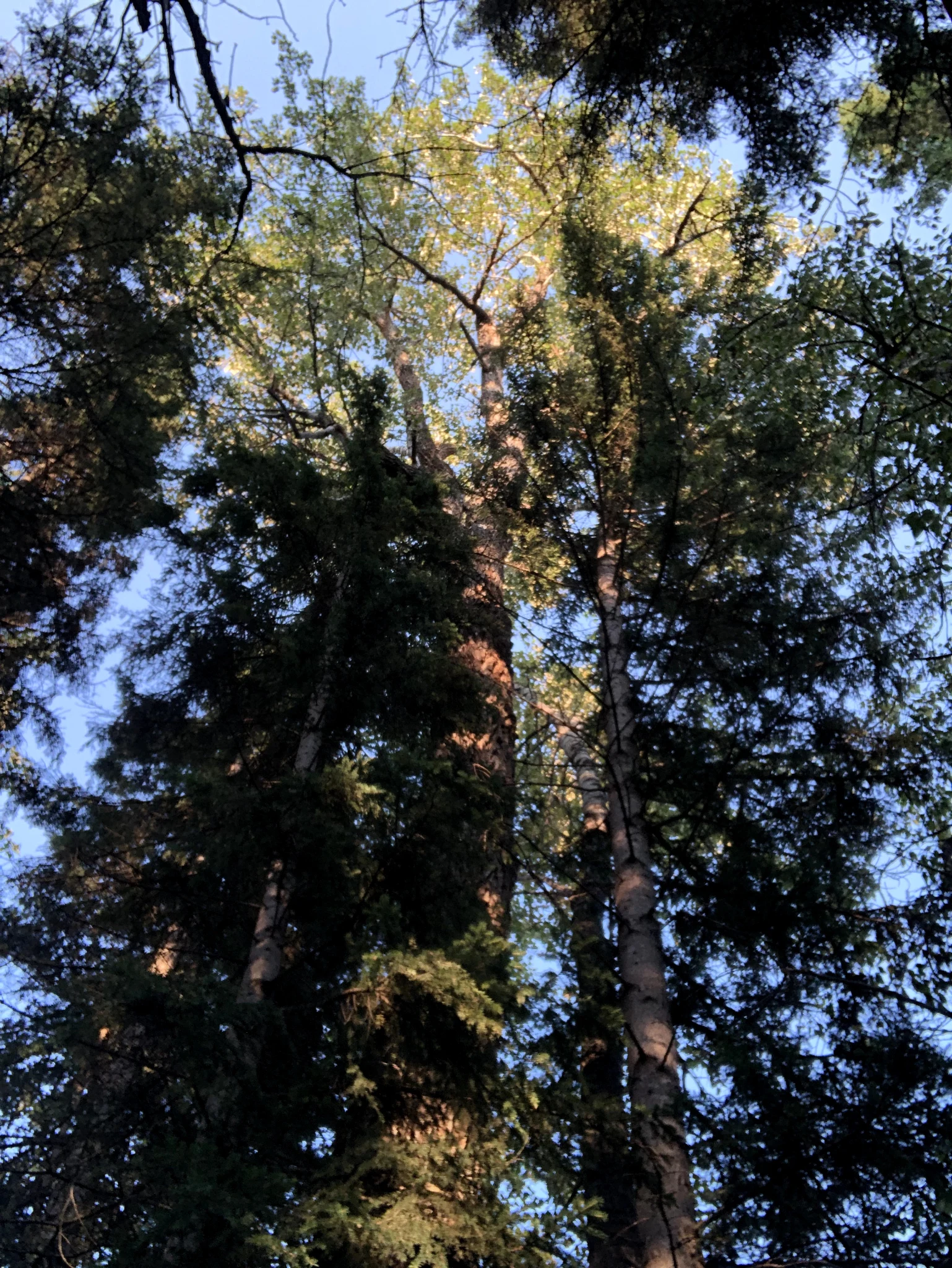 Provincial Park Poplar