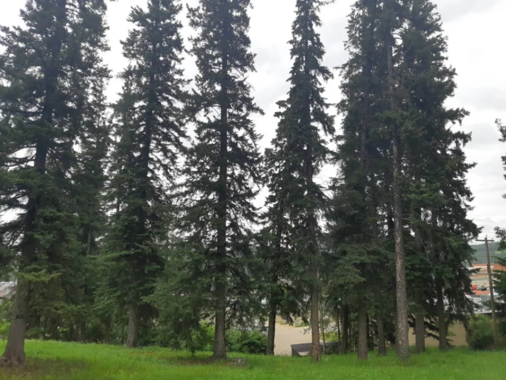 HBC Athabasca Grove