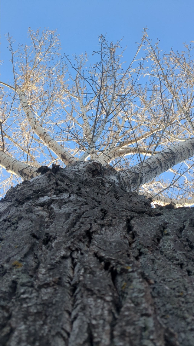 Jasper Place Large Poplar