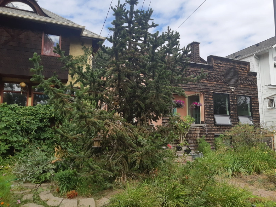 Riverdale Bristlecone Pine
