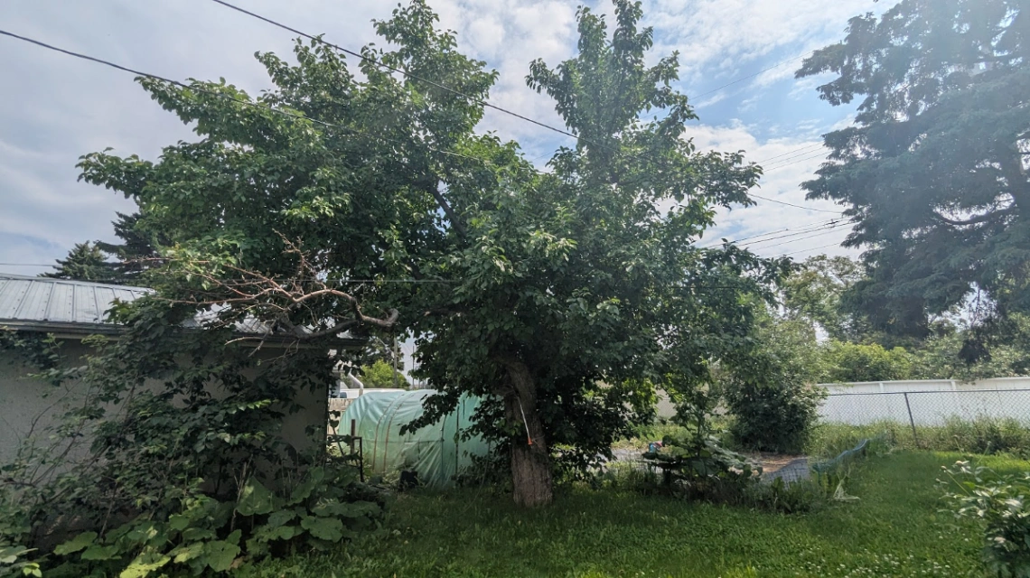 AC Norkent Parent Apple