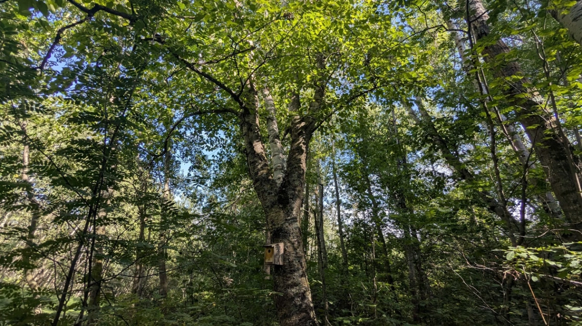 Buena Vista Old Growth Birch Grove