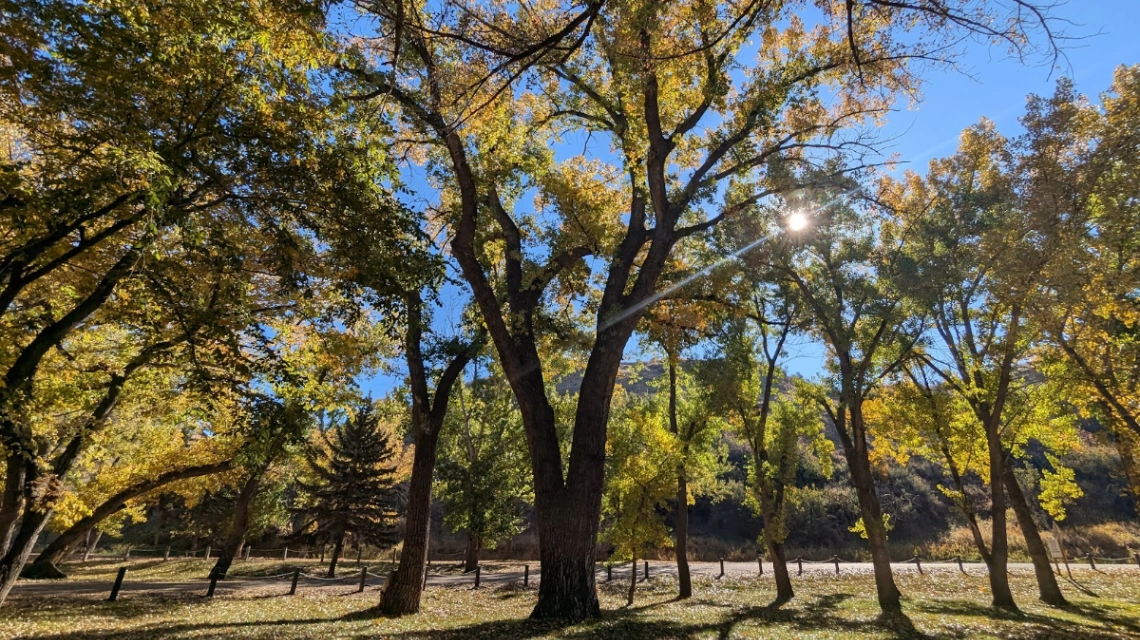 Old Pop Cottonwood