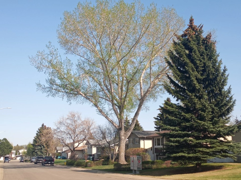 Satoo Poplar