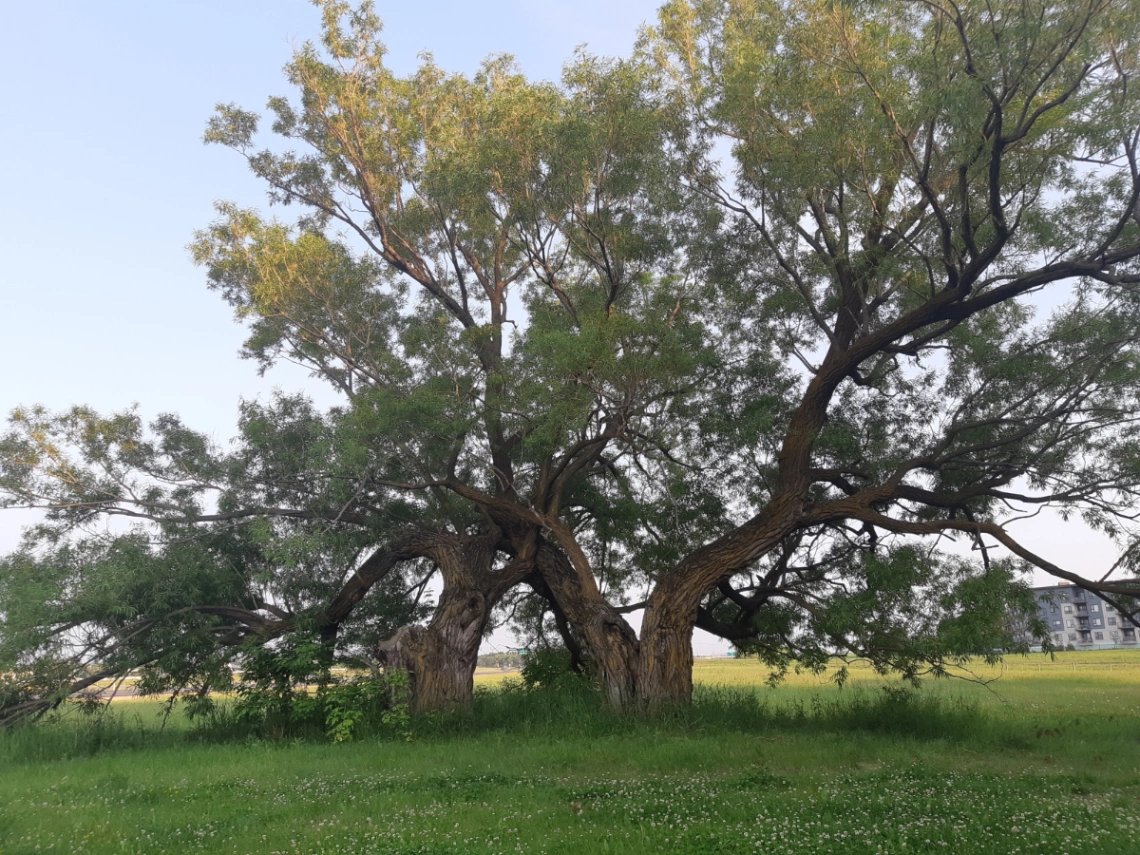 The Grange Twin Willows
