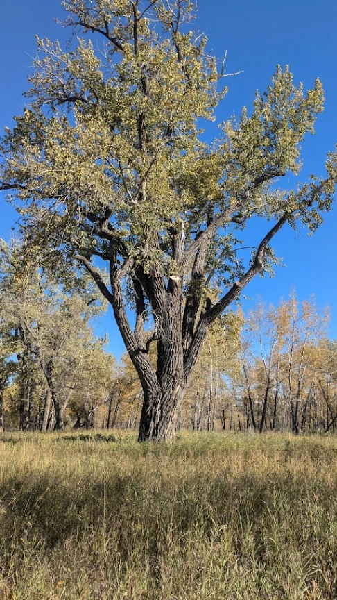 Bow River Poplar