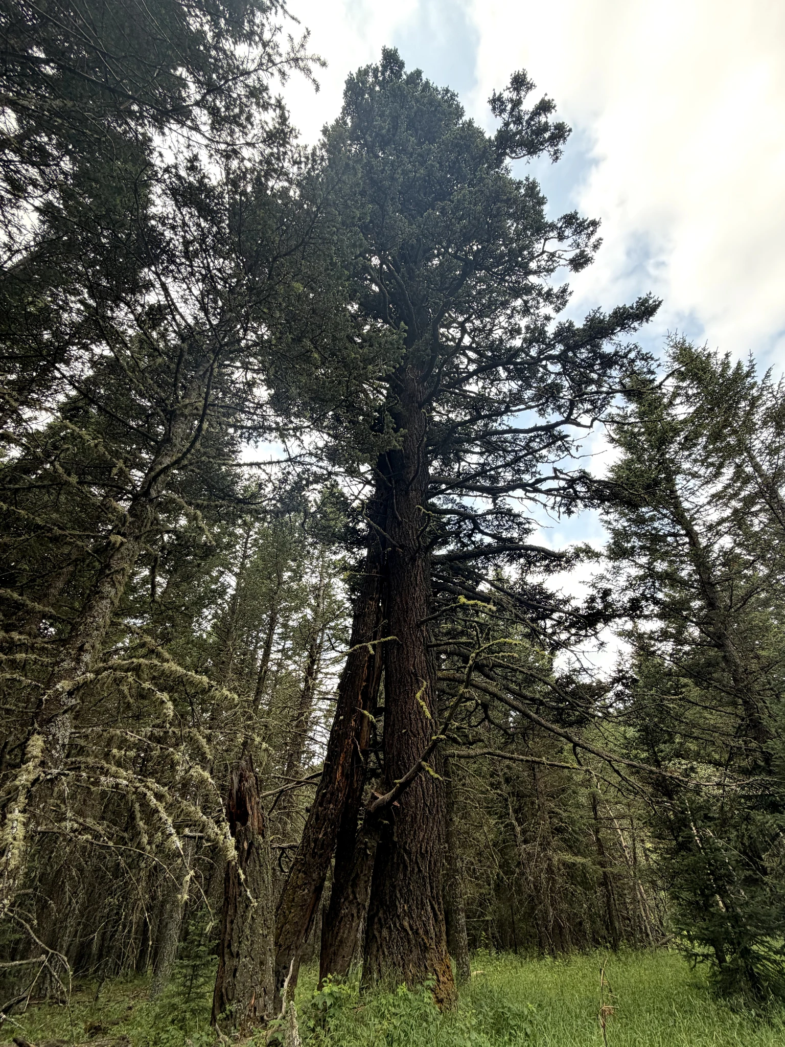 HighHill Doug Fir