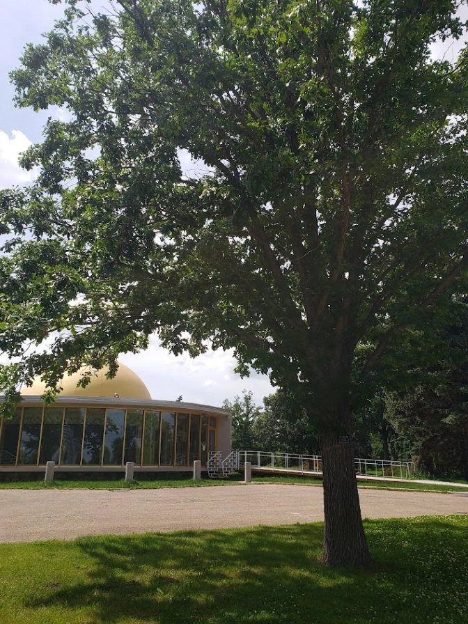 Queen Elizabeth ll Bur Oak
