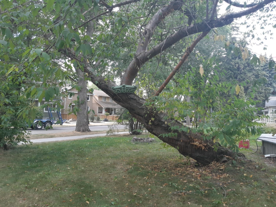 Garneau Amur Maple Boulevard
