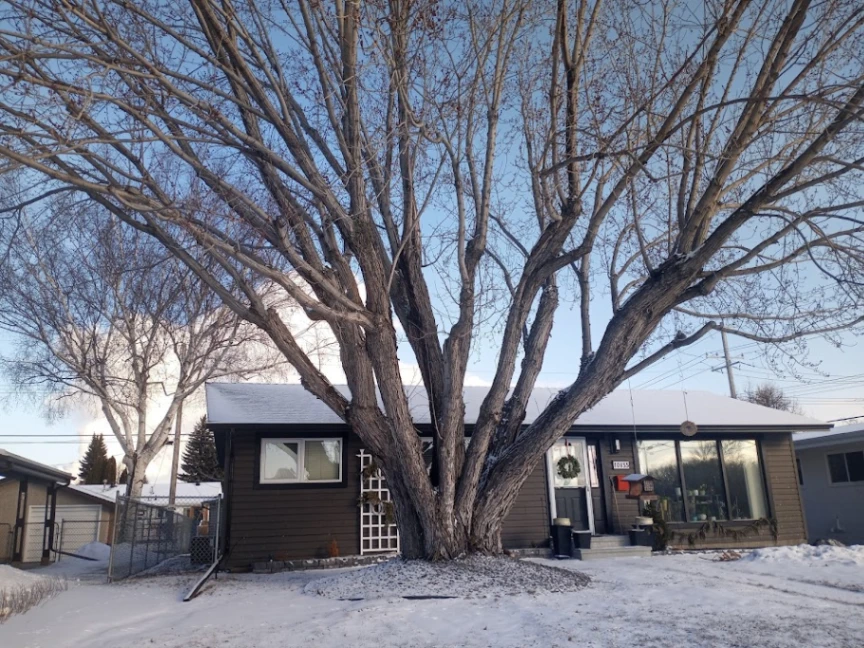 Fulton Multi-Trunked Silver Maple