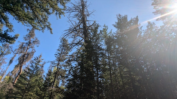 Pyramid Lake Sloped Dead Douglas-Fir