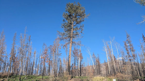 Jasper Wildfire Survivor Tree