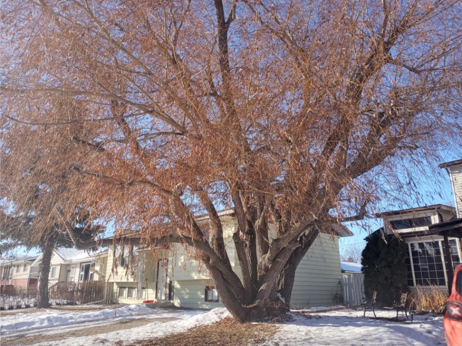 Westlock Multi-Trunked Willow