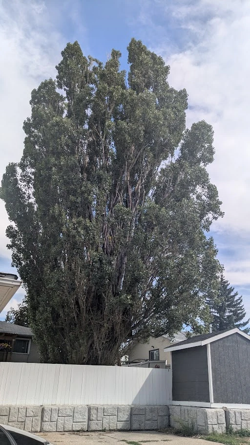 Londonderry Lombardy Poplar