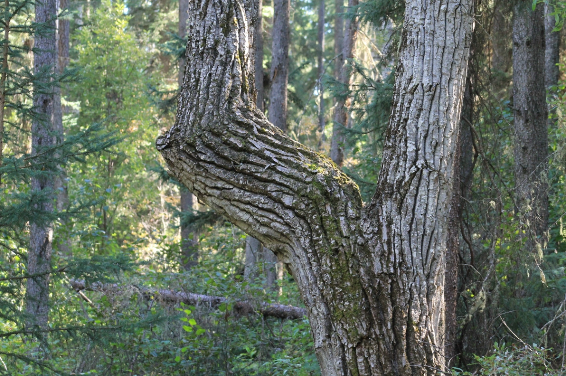 Willmore Wilderness Park Split Poplar