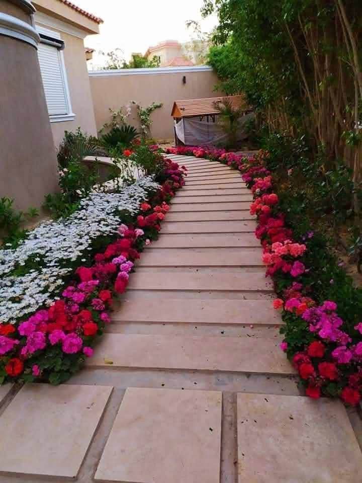 مشتل الماسه الزرقاء للزراعة تنسيق حدائق تركيب شبك - صورة 3