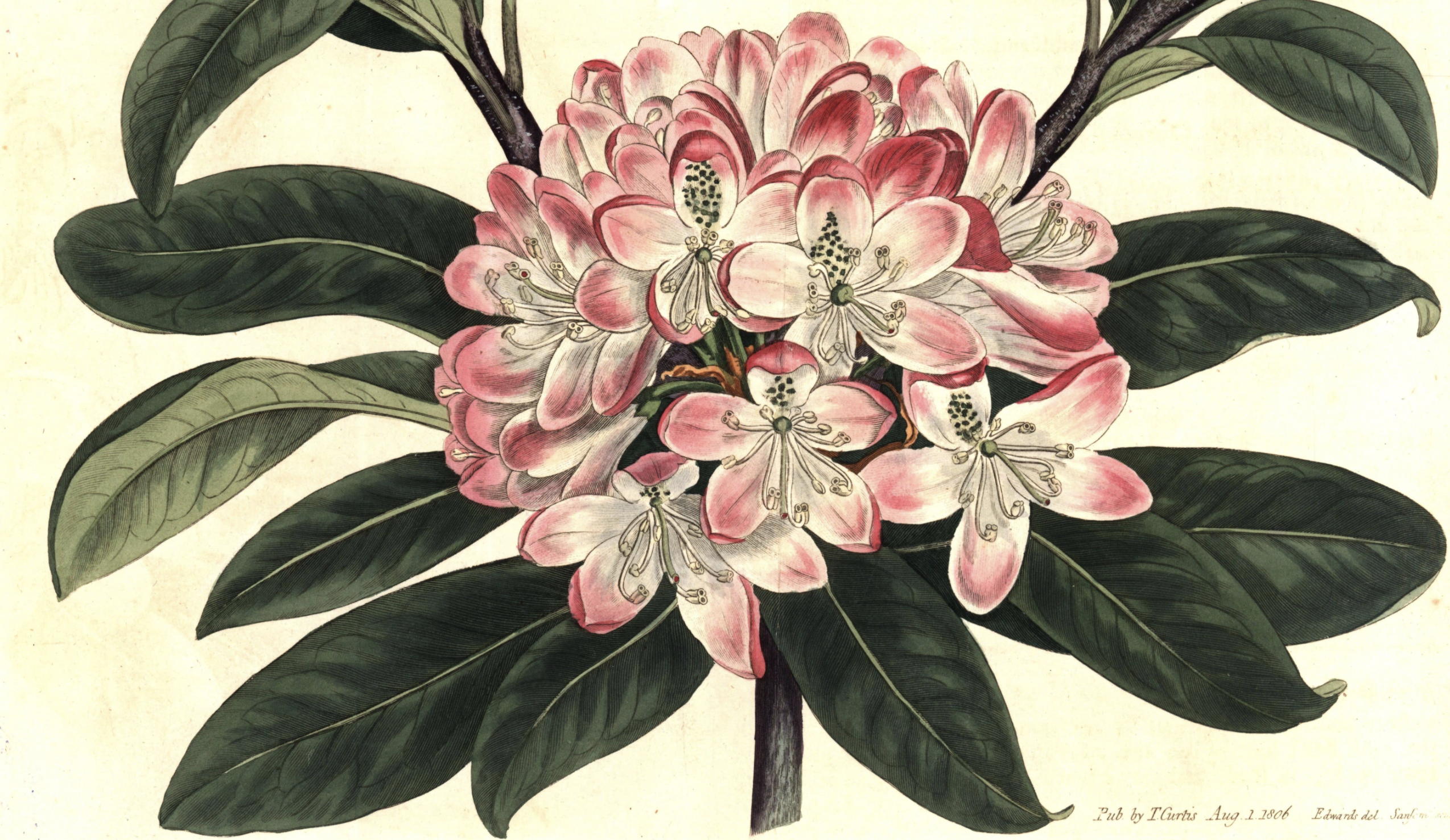 Curtis's botanical magazine. London
