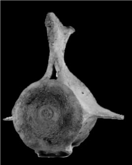 Fig. 1. Vertebra di capodoglio, Physeter catodon Linnaeus 1758, proveniente dal fondo kircheriano. Esemplare spiaggiato sul litorale romano (Maccarese) nel 1707. Vertebra of the sperm whale, Physeter catodon Linnaeus 1758, from the Museum Kircherianum stock. Specimen stranded on the Roman coastline (Maccarese) in 1707.